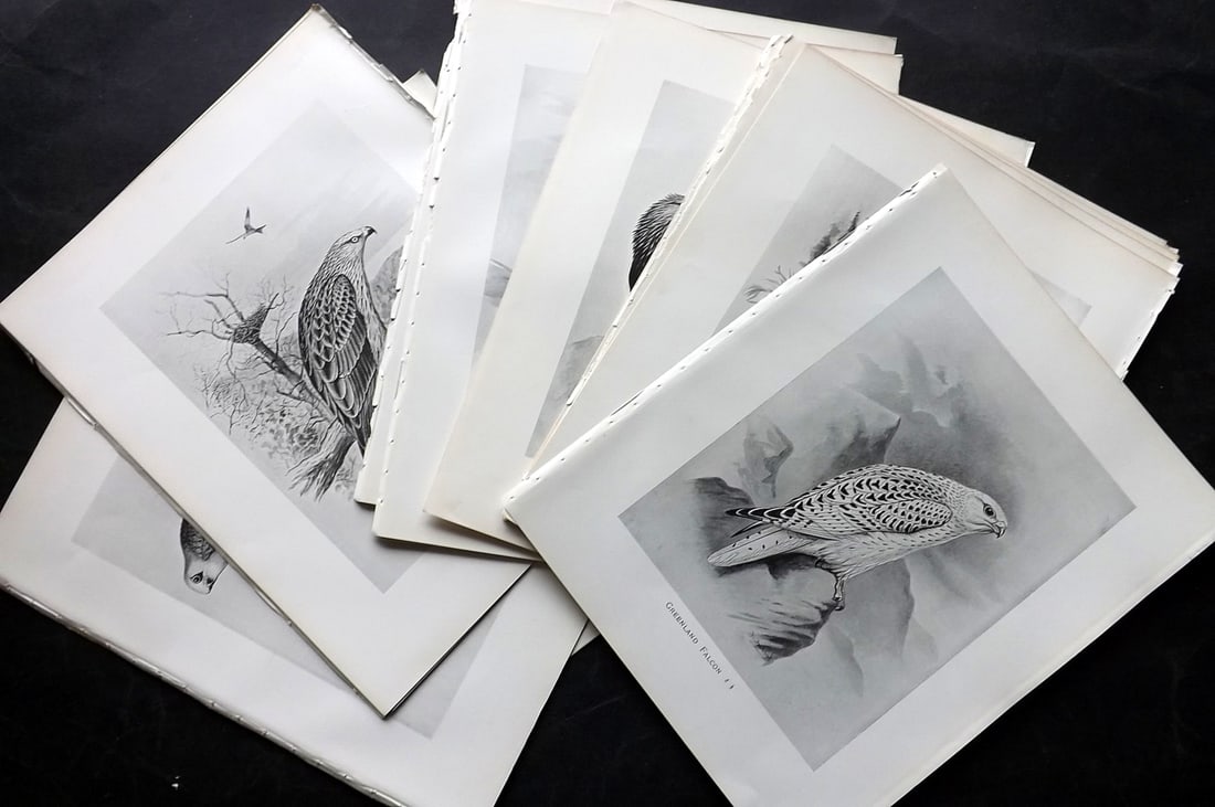 Frohawk, F. W. 1898 Lot of 20 Birds of Prey Prints: Offset Lithographs Published in 1896-8 by Brunby & Clarke, London for "British Birds, with their Nests & Eggs" Illustrated by F. W. Frohawk. Paper Size: 12 x 9.5 inch (30 x 24cm) Good Condition