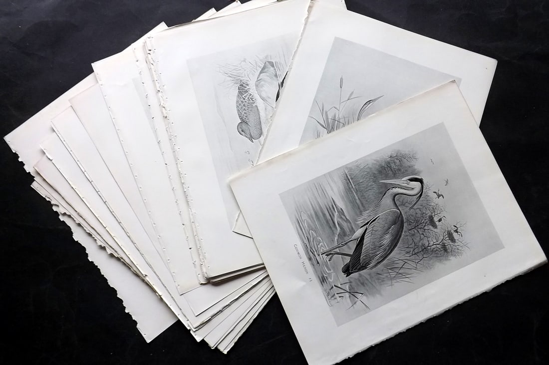 Frohawk, F. W. 1898 Lot of 30 Bird Prints: Offset Lithographs Published in 1896-8 by Brunby & Clarke, London for "British Birds, with their Nests & Eggs" Illustrated by F. W. Frohawk. Paper Size: 12 x 9.5 inch (30 x 24cm) Good Condition