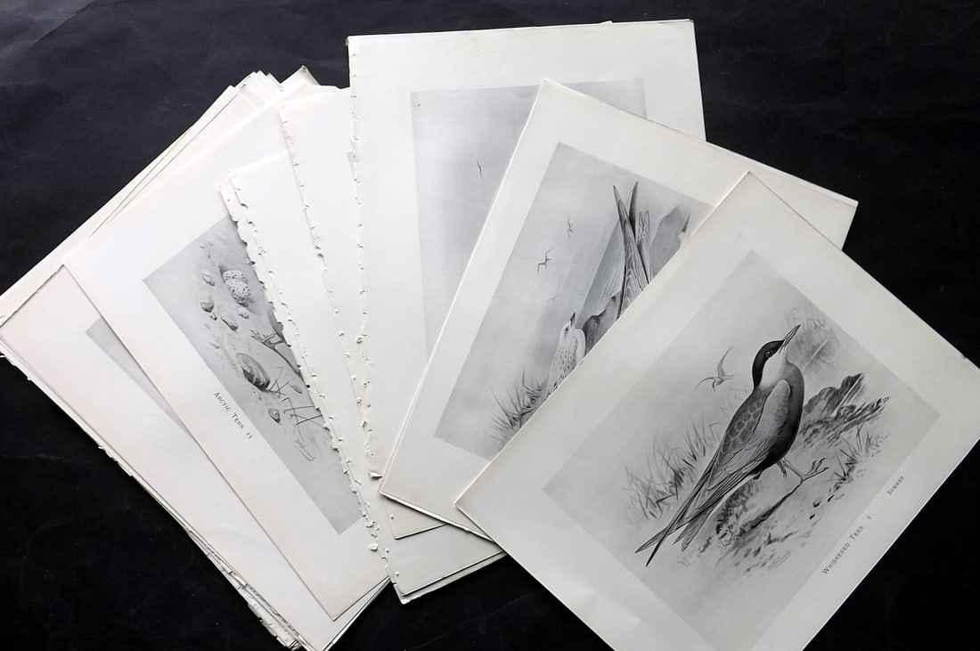 Frohawk, F. W. 1898 Lot of 30 Bird Prints: Offset Lithographs Published in 1896-8 by Brunby & Clarke, London for "British Birds, with their Nests & Eggs" Illustrated by F. W. Frohawk. Paper Size: 12 x 9.5 inch (30 x 24cm) Good Condition