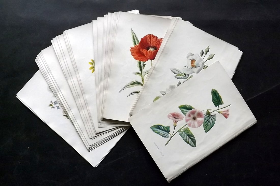 Hulme, Edward C1900 Lot of 40 Botanical Prints. Wild Flowers: Offset Lithographs Published C1900, London for "Familiar Wild Flowers" by F. Edward Hulme & Shirley Hibberd. Paper Size: 7.5 x 5 inch (19 x 13cm) Good Condition