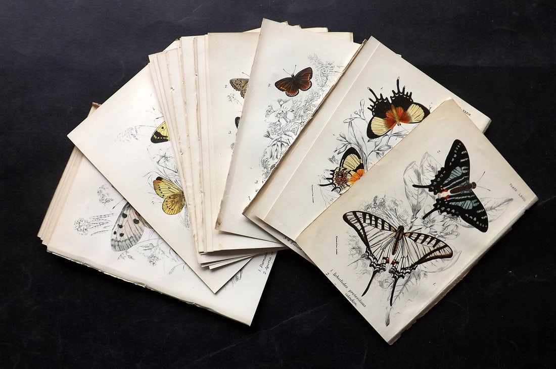Lloyds's 1897 Lot of 26 Antique Prints. Butterflies (1 of 5)