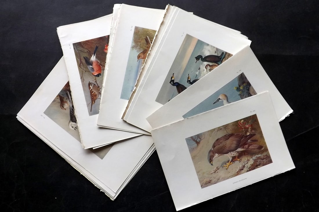 Thorburn, Archibald 1925 Lot of 24 Vintage Bird Prints. Book Plates: Vintage Offset Lithograph Published 1925-26, London for "British Birds" by Archibald Thorburn. Paper Size: 8.5 x 5.5 inch (22 x 14cm) Very minor margin toning in parts. Good Condition