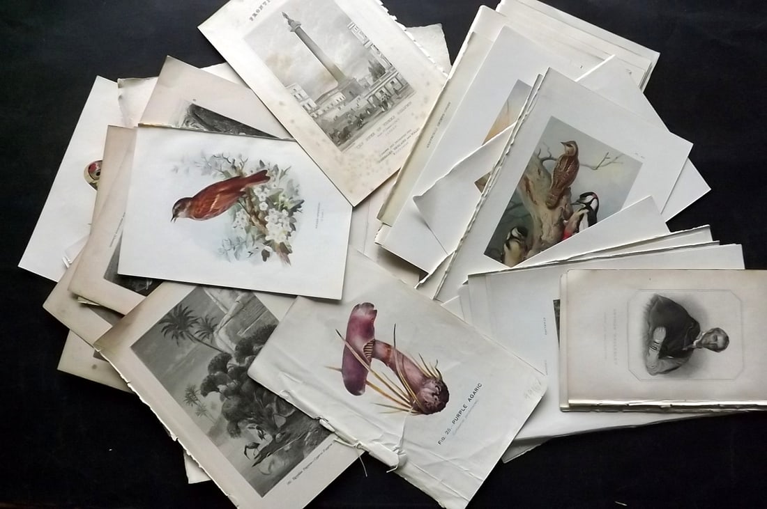 Mixed Prints 19th Cent. Lot of 60 Engravings and Lithos: Incl Birds, Botanical, Portraits, Views and Natural History. Paper Size: Up to 13.5 x 11 inch (34 x 28cm) Some faults, many in good order
