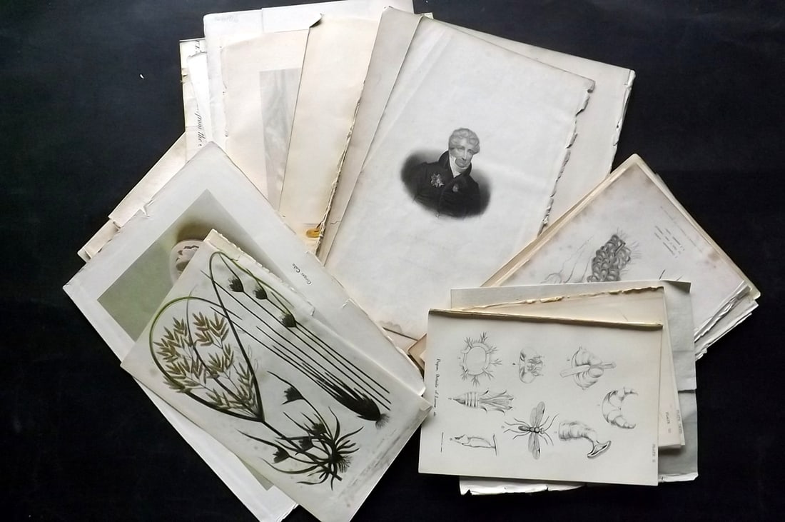 Mixed Prints 18th-19th Cent. Lot of 50 Engrvings and Lithos: Incl Natural History, Views, Portraits, Botanical, Food, Genre, Science etc. Paper Size: Up to 10.5 x 8 inch (27 x 21cm) Some faults, some in good order