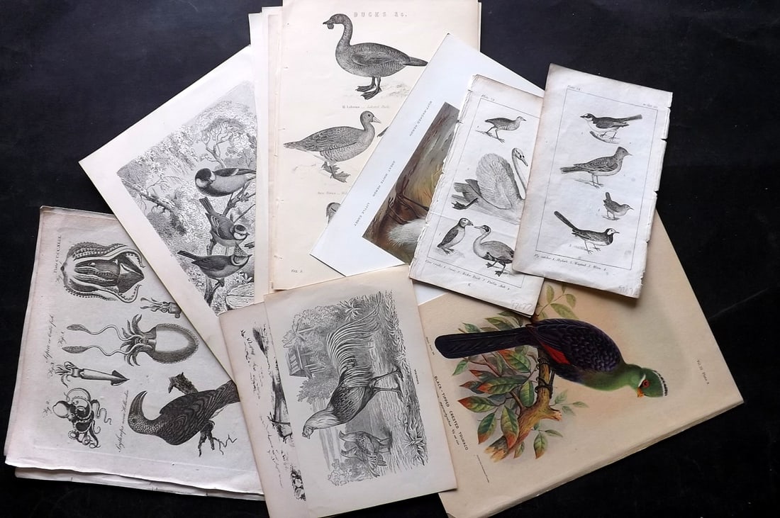 Birds 19th Cent. Lot of 20 Antique Prints (1 of 6)