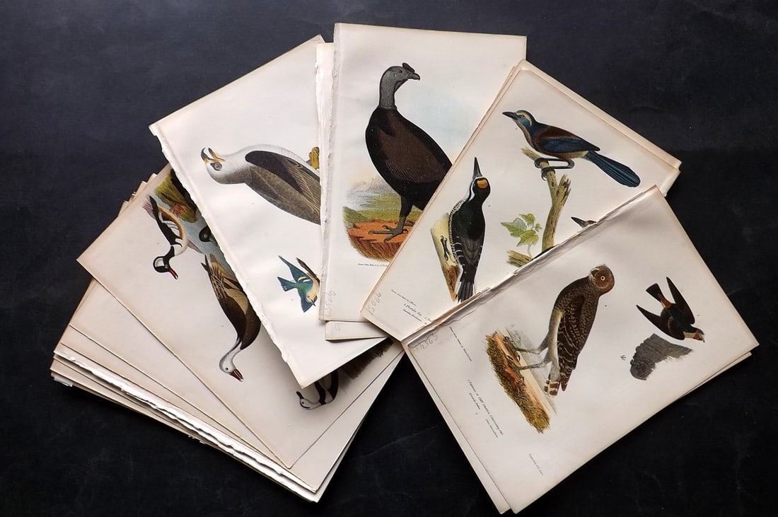 Wilson, Alexander 1877 Lot of 18 American Bird Prints (1 of 5)