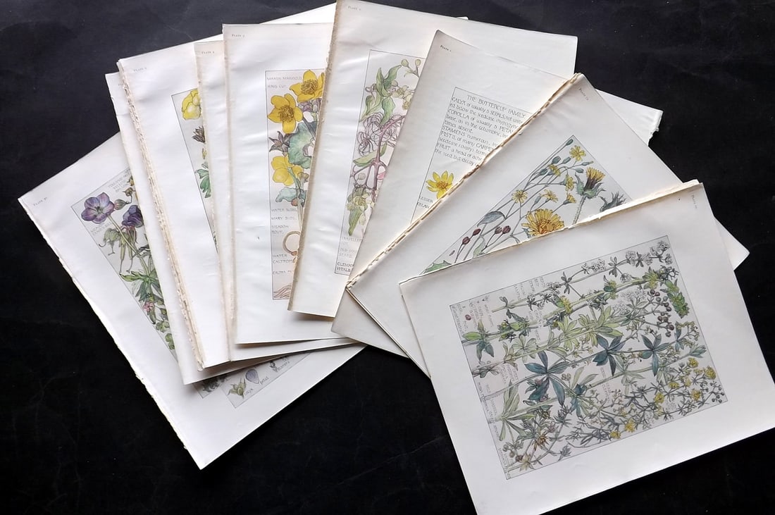 Adams, Isabel 1907 Lot of 14 Antique Botanical Prints: Offset Lithographs Published 1907-10, London for "Wild Flowers of British Isles" by Harriet Isabel Adams. Scarce. Paper Size: 11 x 8.5 inch (28 x 22cm) A couple with minor faults. Good Condition