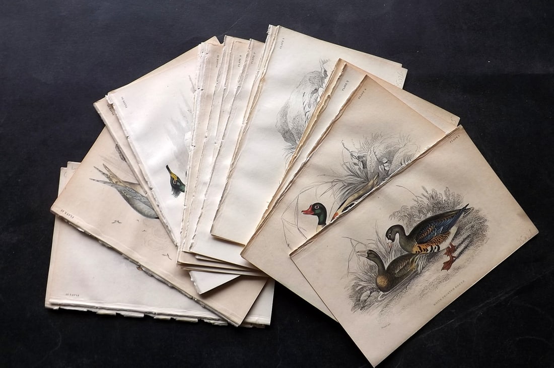 Jardine, William C1850 Lot of 26 Hand Col Bird Prints (1 of 5)
