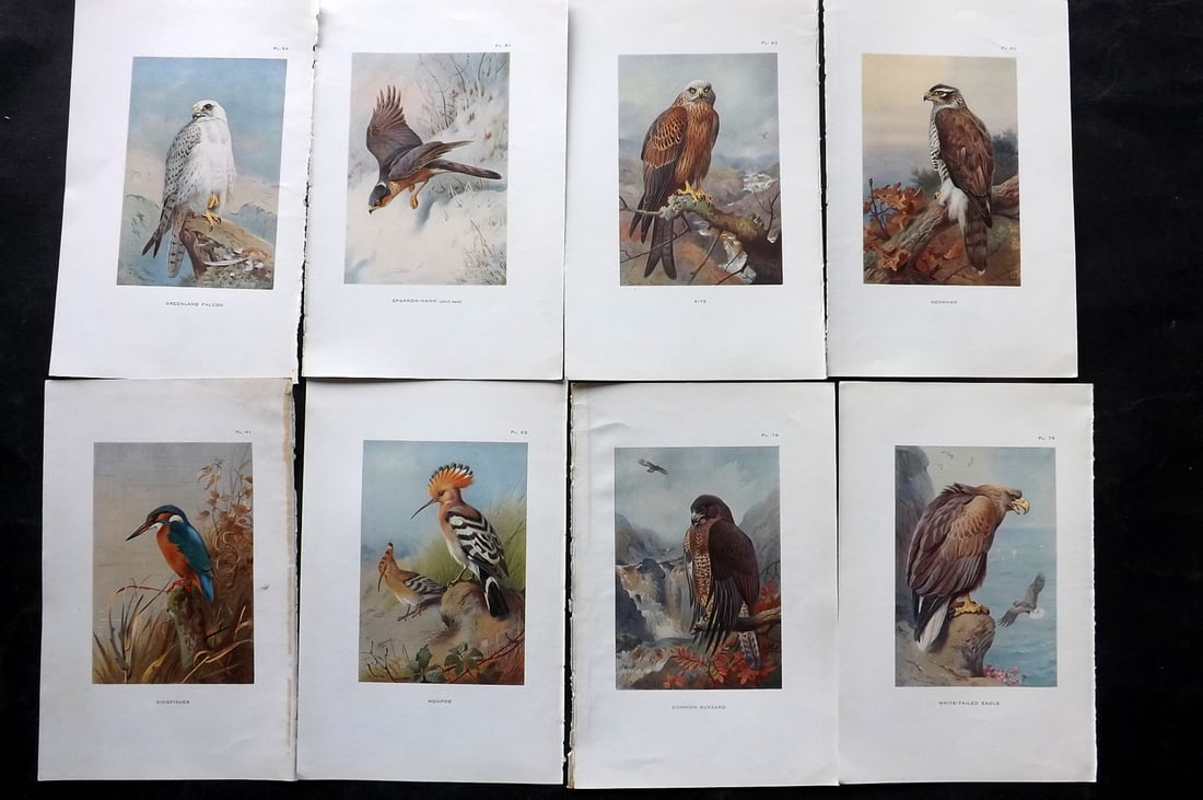 Thorburn, Archibald 1925 Lot of 8 Vintage Bird Prints: Vintage Offset Lithograph Published 1925-26, London for "British Birds" by Archibald Thorburn. Paper Size: 8.5 x 5.5 inch (22 x 14cm) Good Condition