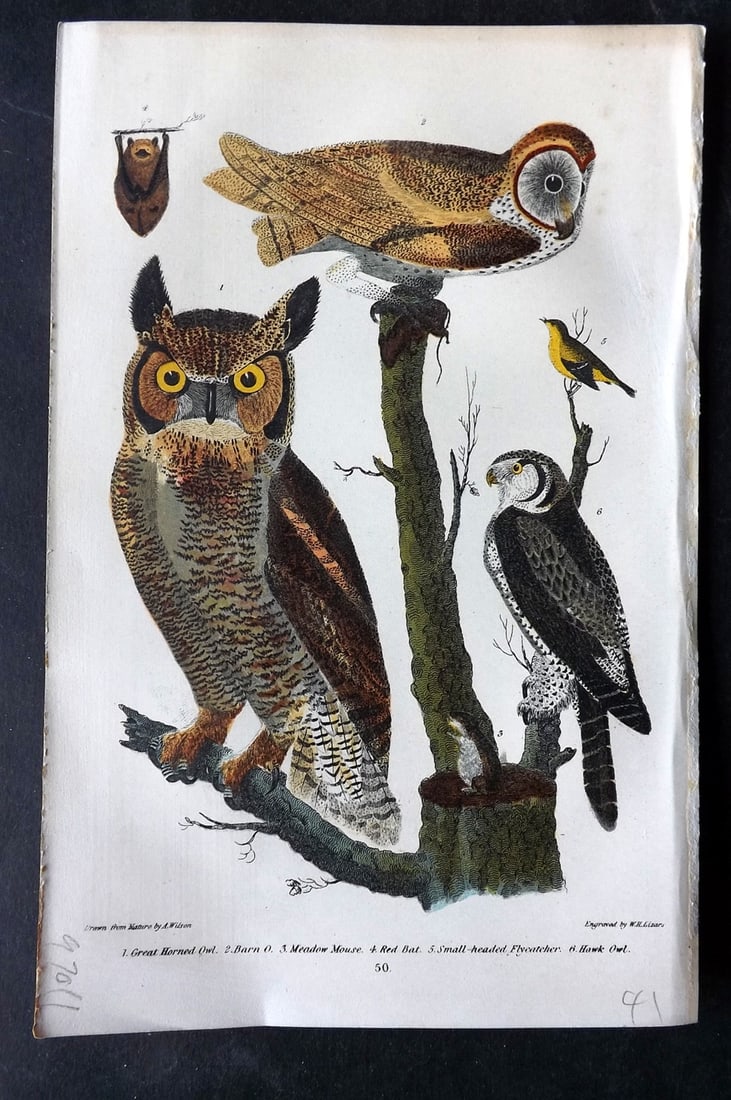Wilson, Alexander 1877 American Bird Print. Great Horned & Barn Owl etc (1 of 1)