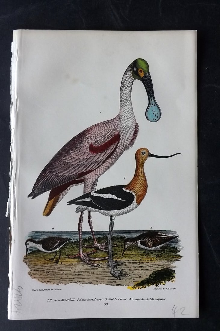 Wilson, Alexander 1877 American Bird Print. Roseate Spoonbill etc (1 of 1)