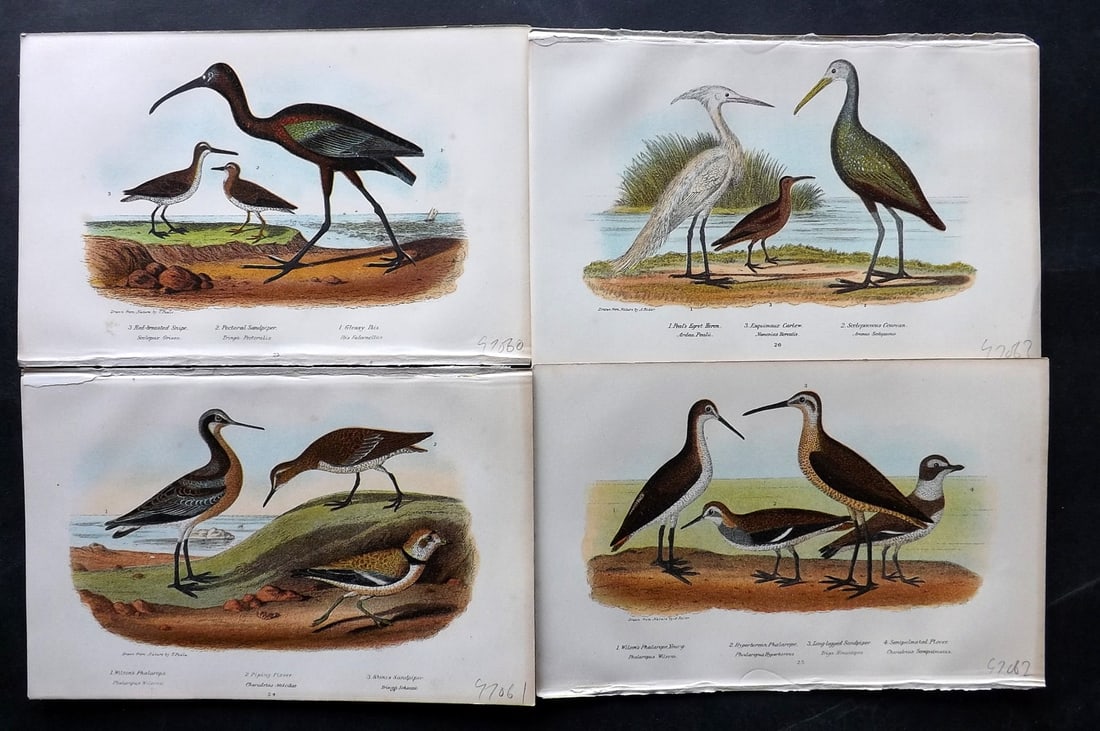Wilson, Alexander 1877 Lot of 4 American Bird Prints: Chromolithograph Published 1877, London for "American Ornithology; or, The Natural History of the Birds of the United States" by Alexander Wilson, Charles Lucien Bonaparte and William Jardine. Paper S
