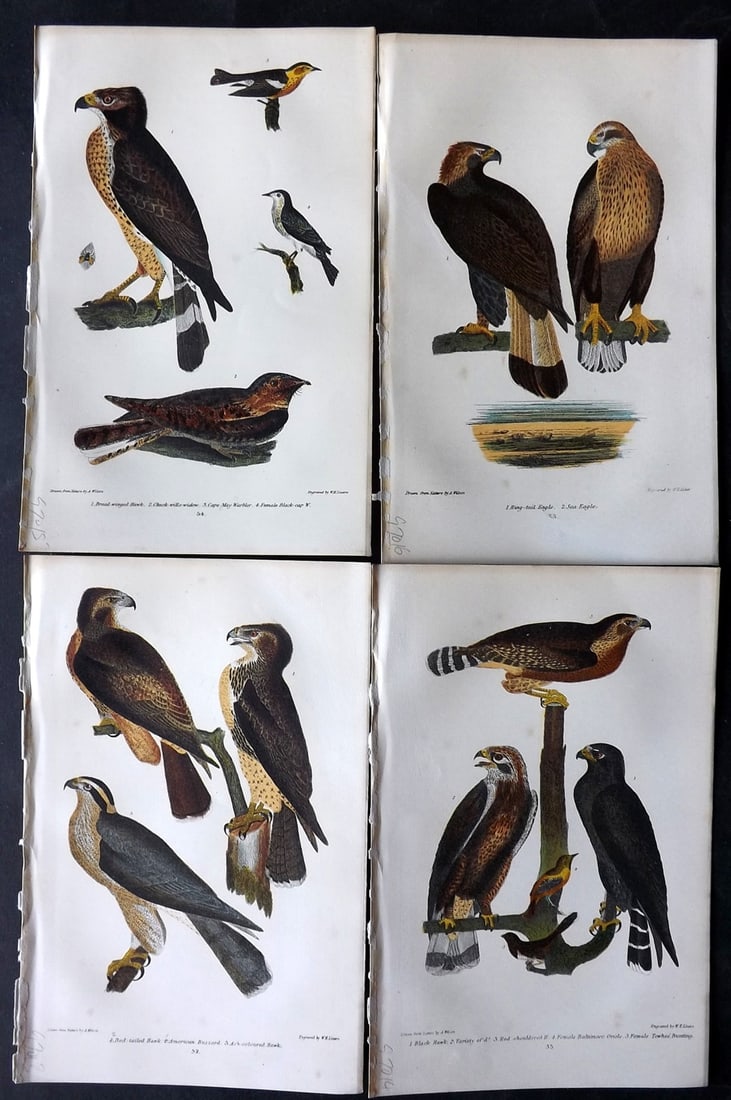 Wilson, Alexander 1877 Lot of 4 American Bird Prints: Chromolithograph Published 1877, London for "American Ornithology; or, The Natural History of the Birds of the United States" by Alexander Wilson, Charles Lucien Bonaparte and William Jardine. Paper S