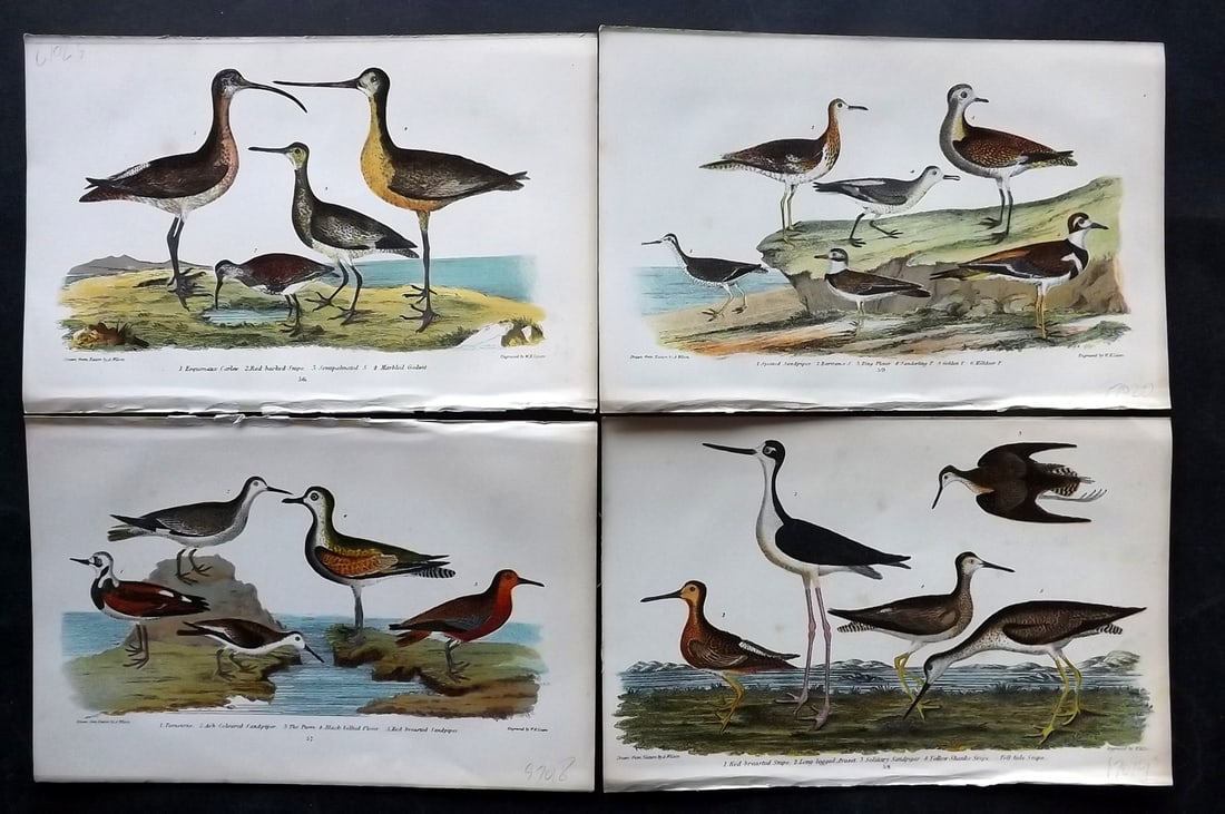Wilson, Alexander 1877 Lot of 4 American Bird Prints: Chromolithograph Published 1877, London for "American Ornithology; or, The Natural History of the Birds of the United States" by Alexander Wilson, Charles Lucien Bonaparte and William Jardine. Paper S