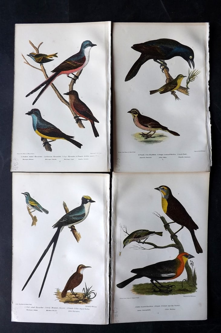 Wilson, Alexander 1877 Lot of 4 American Bird Prints: Chromolithograph Published 1877, London for "American Ornithology; or, The Natural History of the Birds of the United States" by Alexander Wilson, Charles Lucien Bonaparte and William Jardine. Paper S