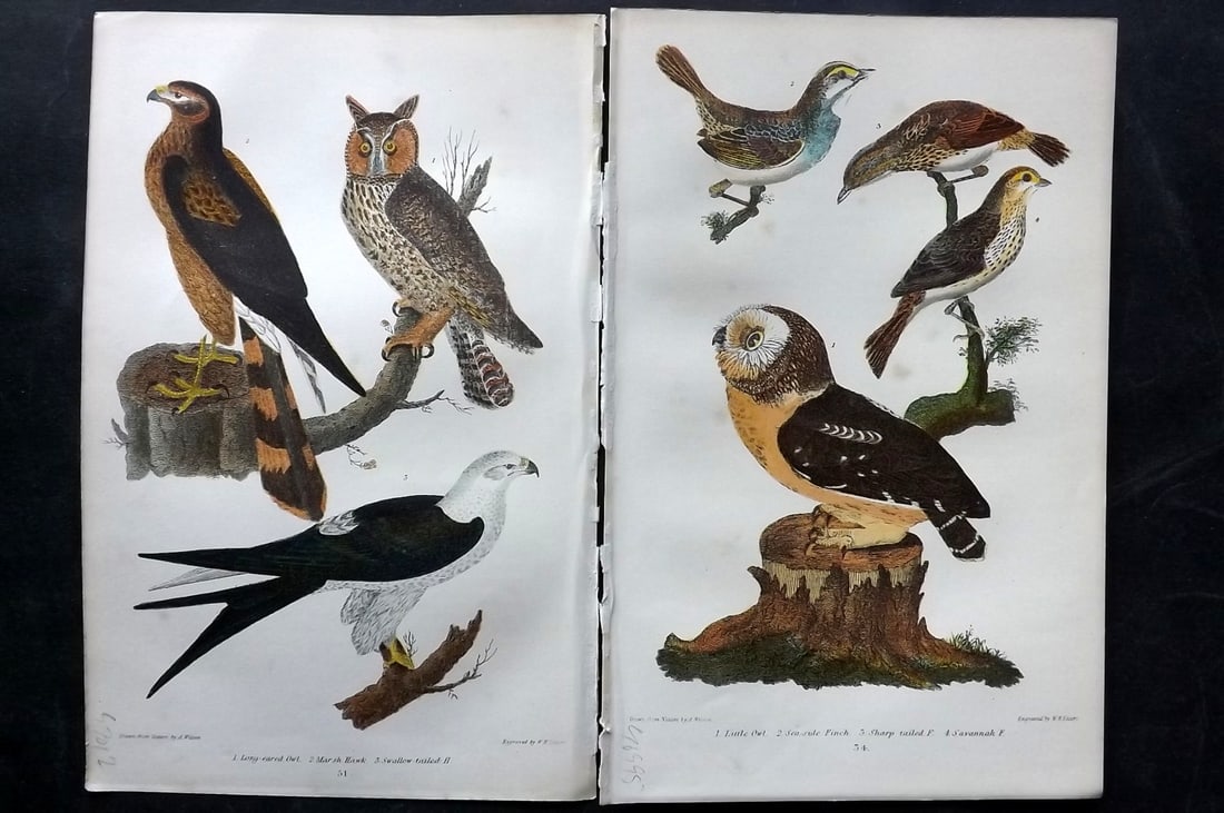 Wilson, Alexander 1877 Pair of American Bird Prints. Owls etc (1 of 2)