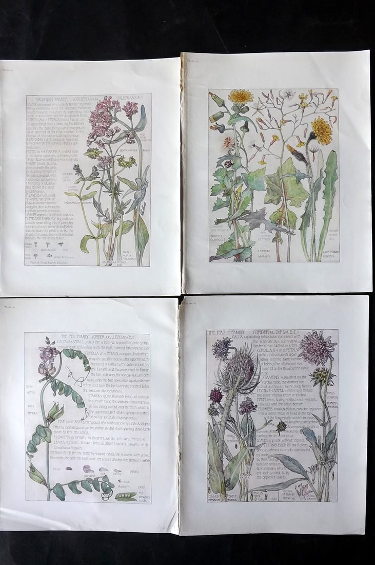 Adams, Isabel 1907 Lot of 4 Antique Botanical Prints: Offset Lithographs Published 1907-10, London for "Wild Flowers of British Isles" by Harriet Isabel Adams. Scarce. Paper Size: 11 x 8.5 inch (28 x 22cm) Good Condition