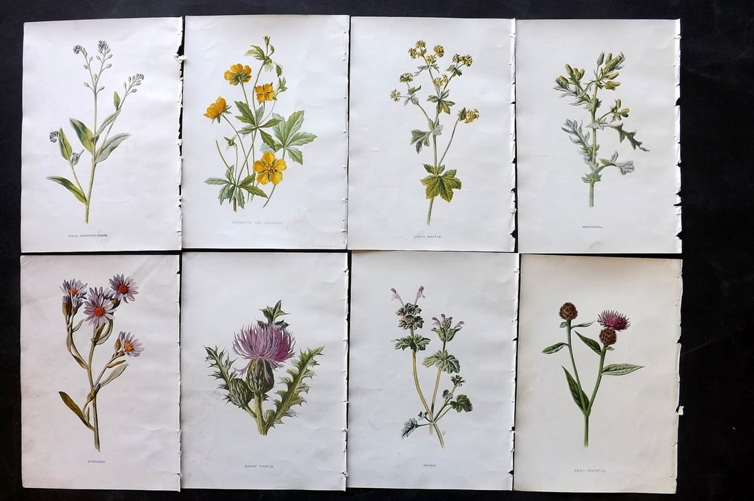 Hulme, Edward C1900 Lot of 8 Botanical Prints. Wild Flowers: Offset Lithographs Published C1900, London for "Familiar Wild Flowers" by F. Edward Hulme & Shirley Hibberd. Paper Size: 7.5 x 5 inch (19 x 13cm) Good Condition