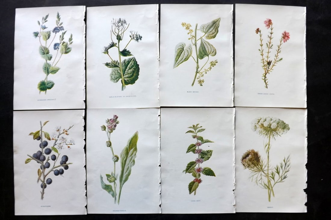 Hulme, Edward C1900 Lot of 8 Botanical Prints. Wild Flowers: Offset Lithographs Published C1900, London for "Familiar Wild Flowers" by F. Edward Hulme & Shirley Hibberd. Paper Size: 7.5 x 5 inch (19 x 13cm) Good Condition