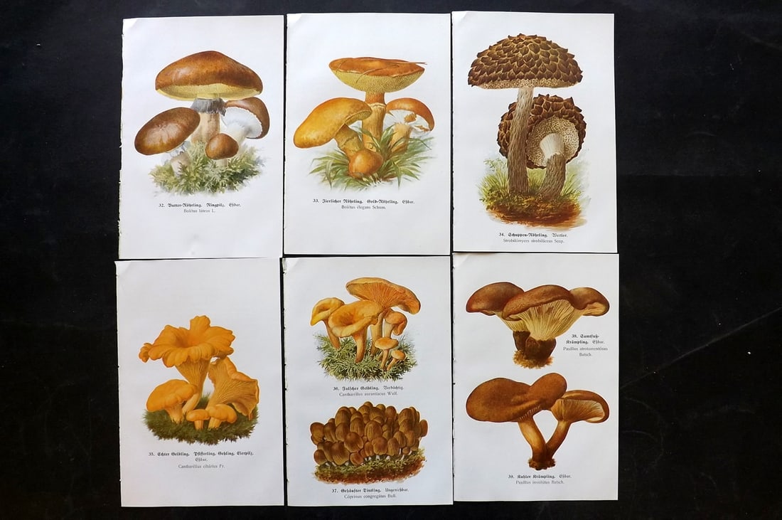 Michael, Edmund 1917 Lot of 6 Antique Mushroom Prints (1 of 2)