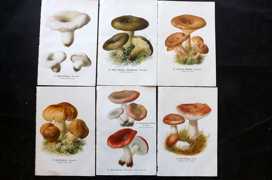Michael, Edmund 1917 Lot of 6 Antique Mushroom Prints (1 of 2)