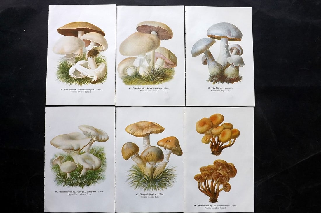 Michael, Edmund 1917 Lot of 6 Antique Mushroom Prints: Offset Lithograph Published 1917, Zwickau, Germany for "Fuhrer fur Pilzfreunde" by Edmund Michael. Paper Size: 8 x 5 inch (20 x 13cm) Text to the reverse but none showing through front side. Good Cond