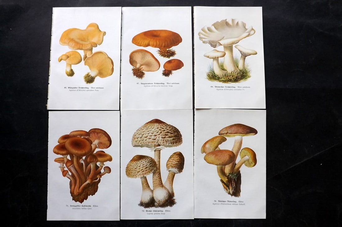 Michael, Edmund 1917 Lot of 6 Antique Mushroom Prints (1 of 2)
