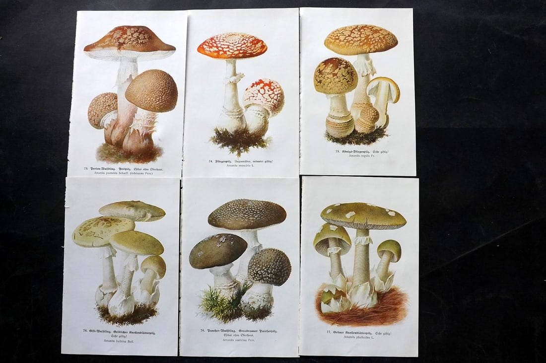 Michael, Edmund 1917 Lot of 6 Antique Mushroom Prints (1 of 2)