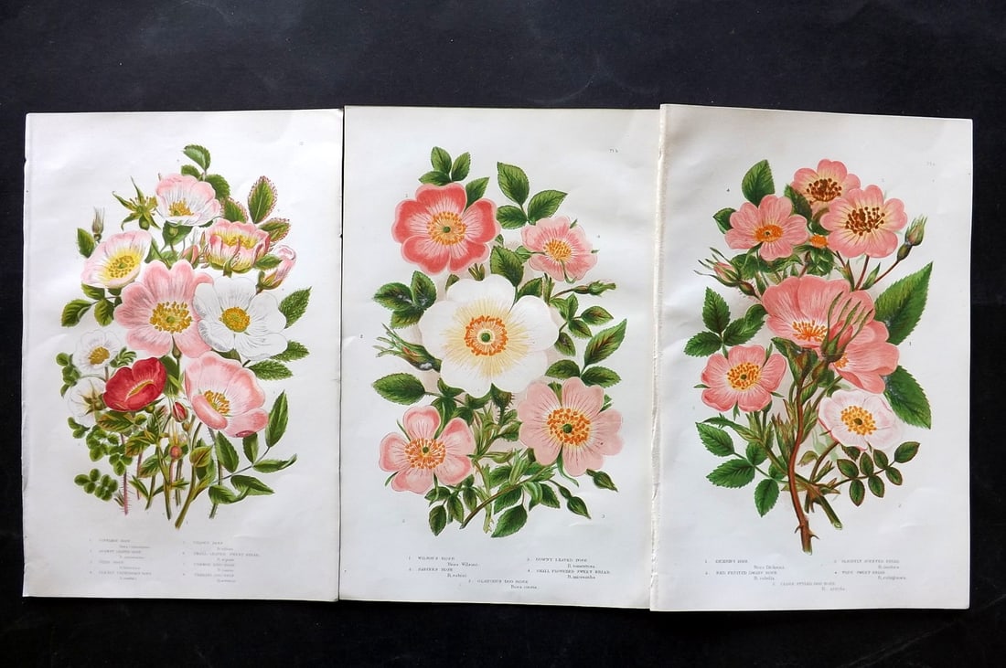 Pratt, Anne 1889 Lot of 3 Antique Botanical Prints. Roses: Chromolithographs Published 1889, London for "The Flowering Plants and Ferns of Great Britain" by Anne Pratt. Paper Size: 9.5 x 6 inch (24 x 16cm) Good Condition