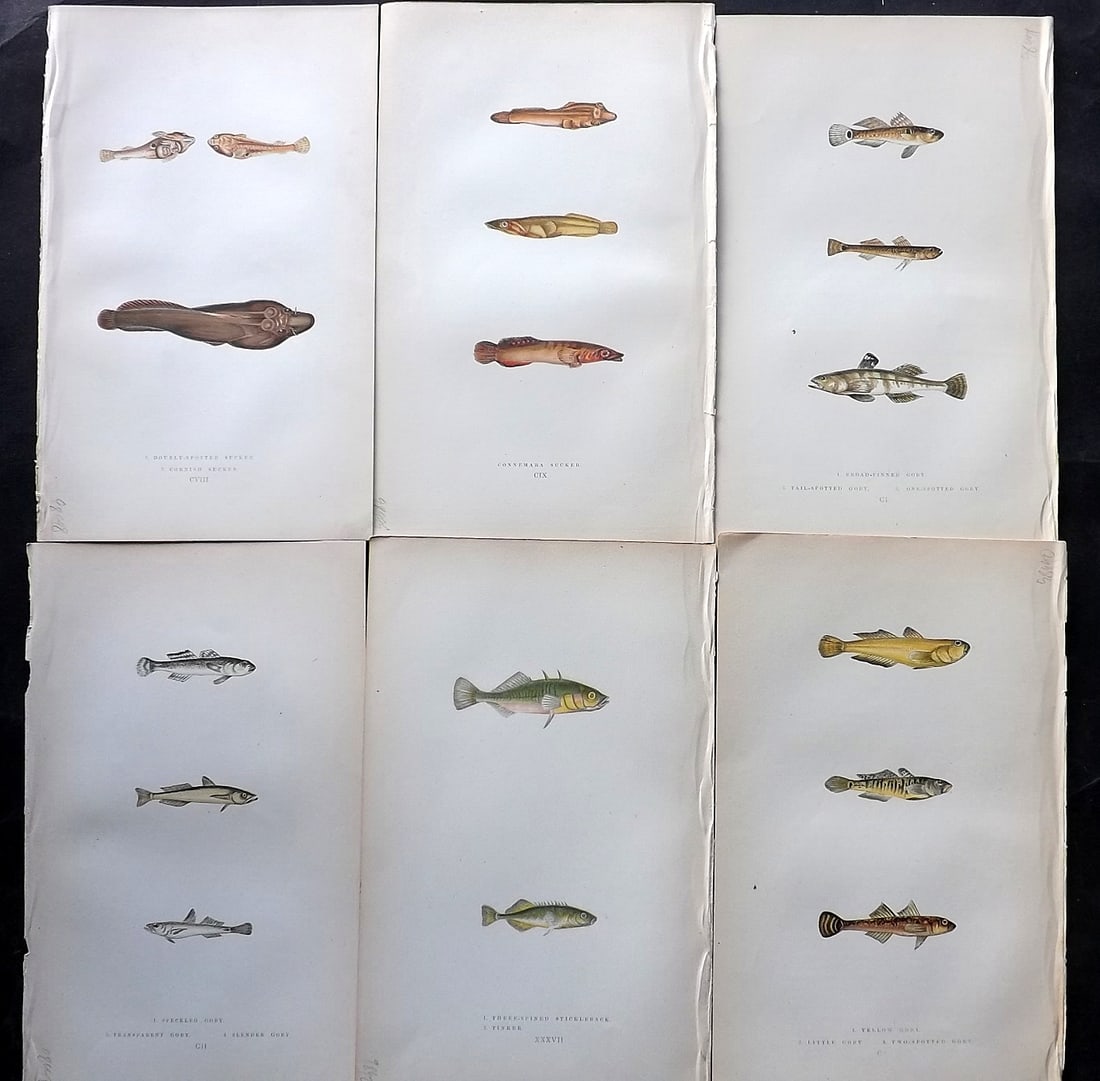 Couch, Jonathan 1869 Lot of 6 Antique Fish Prints: Colour Printed Woodblock Published 1868-69, London for "A History of the Fishes of the British Islands" First Edition by Jonathan Couch. Paper Size: 9.5 x 6 inch (25 x 15cm) Good Condition