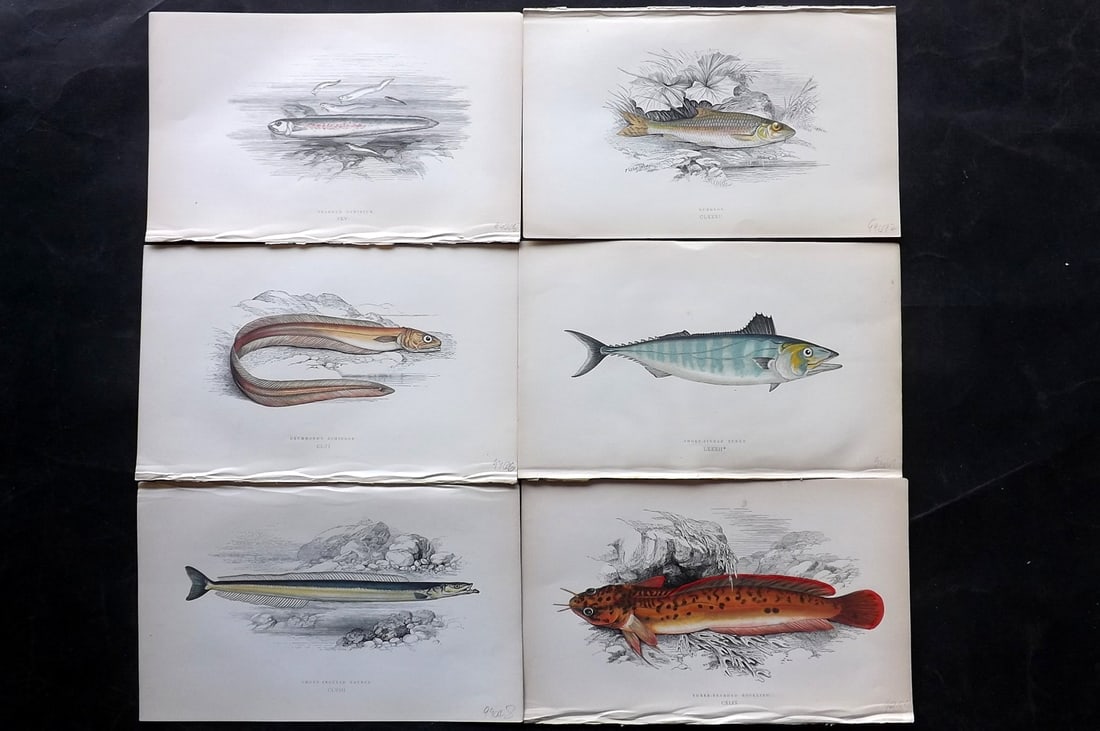 Couch, Jonathan 1869 Lot of 6 Antique Fish Prints: Colour Printed Woodblock Published 1868-69, London for "A History of the Fishes of the British Islands" First Edition by Jonathan Couch. Paper Size: 9.5 x 6 inch (25 x 15cm) Good Condition