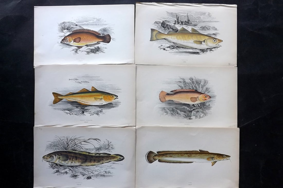 Couch, Jonathan 1869 Lot of 6 Antique Fish Prints: Colour Printed Woodblock Published 1868-69, London for "A History of the Fishes of the British Islands" First Edition by Jonathan Couch. Paper Size: 9.5 x 6 inch (25 x 15cm) Good Condition