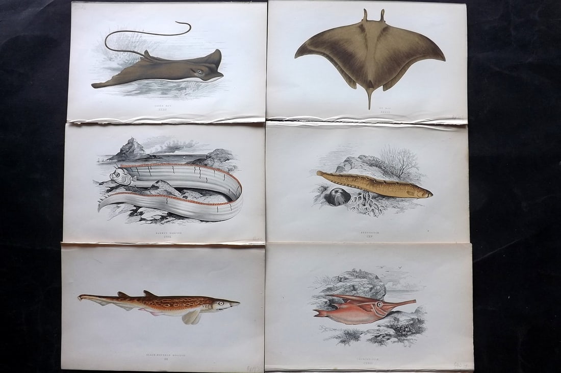 Couch, Jonathan 1869 Lot of 6 Antique Fish Prints: Colour Printed Woodblock Published 1868-69, London for "A History of the Fishes of the British Islands" First Edition by Jonathan Couch. Paper Size: 9.5 x 6 inch (25 x 15cm) Good Condition