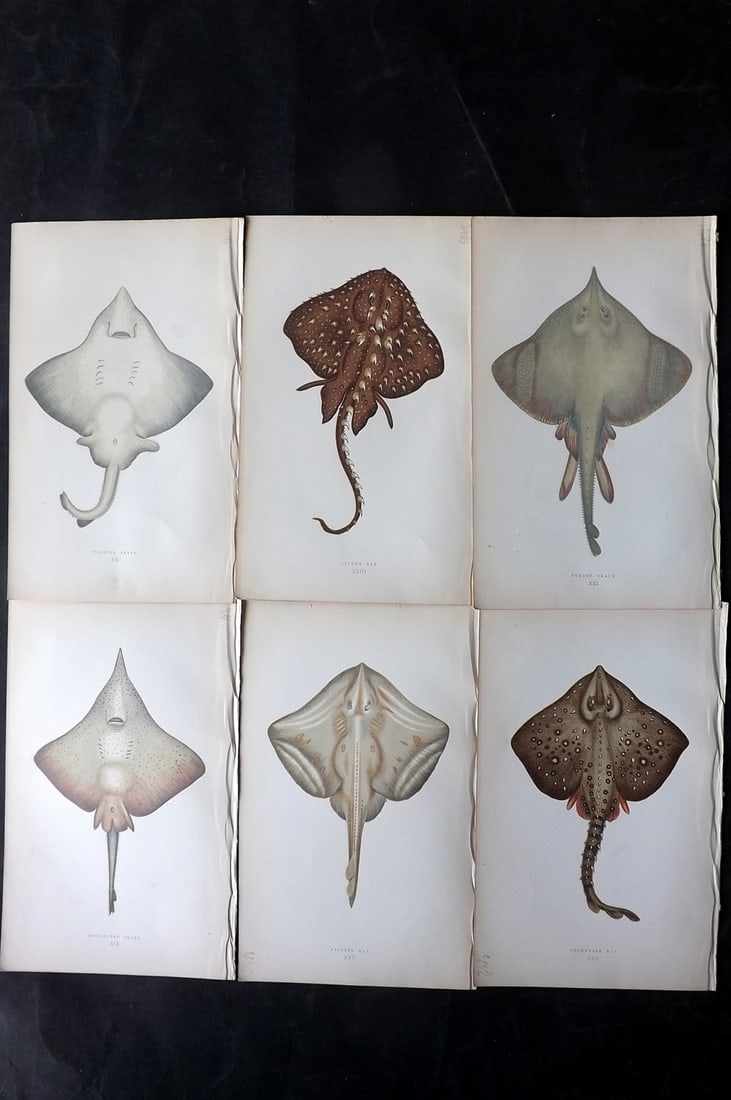 Couch, Jonathan 1869 Lot of 6 Antique Fish Prints: Colour Printed Woodblock Published 1868-69, London for "A History of the Fishes of the British Islands" First Edition by Jonathan Couch. Paper Size: 9.5 x 6 inch (25 x 15cm) Good Condition