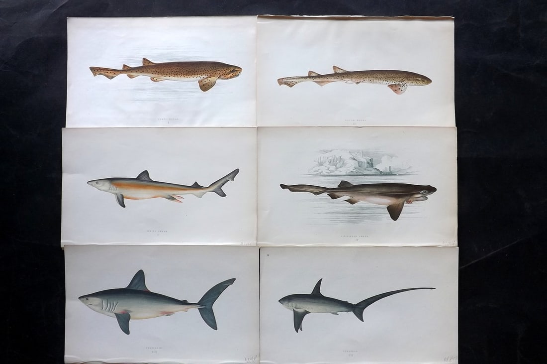Couch, Jonathan 1869 Lot of 6 Antique Prints. Sharks (1 of 2)
