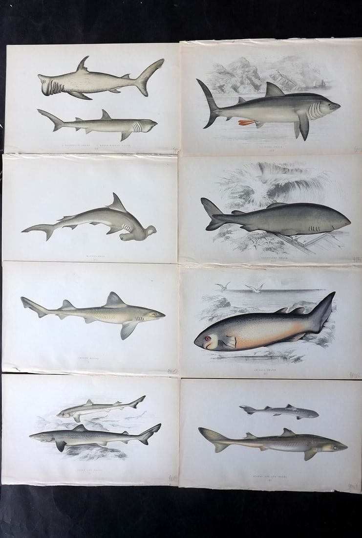 Couch, Jonathan 1869 Lot of 8 Antique Prints. Sharks incl Hammerhead (1 of 2)
