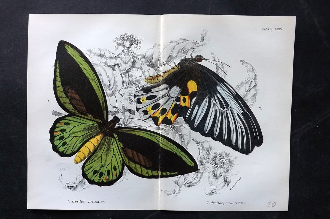 Lloyds's 1897 Antique Double Print. Australia Troides Priamus Butterfly (1 of 1)