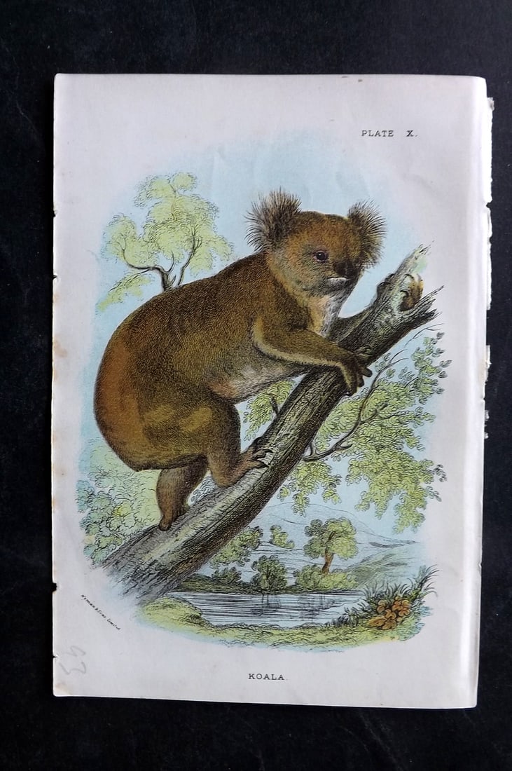 Lloyds's 1897 Antique Print. Koala. Australia: Chromolithographs Published 1894-97, London for "Lloyds's Natural History..." Edited by R. Bowdler Sharpe, W. F. Kirby, H. O. Forbes, R. Lydekker, and W. R. Olive-Grant. Illustrated after Keulemans, G