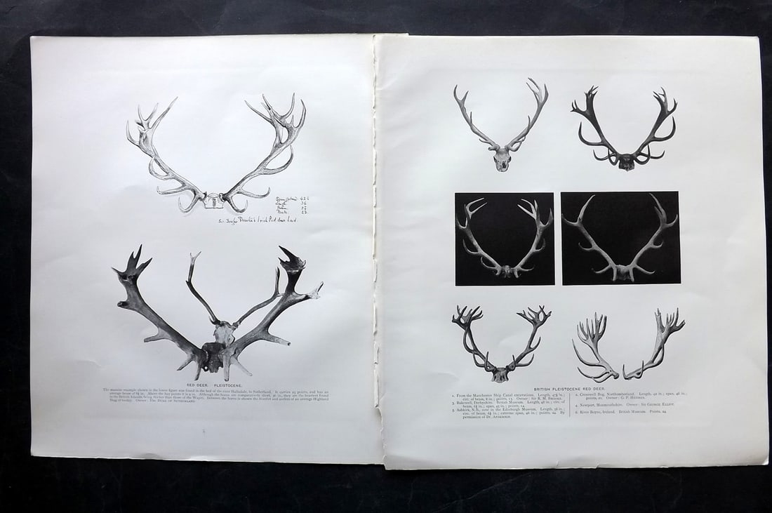 Millais, John 1904 Pair of Rare Folio Prints. Stag Antlers: Offset Lithograph Published 1904, London for "The Mammals of Great Britain and Ireland" by John Guille Millais. Illustrated by Archibald Thorburn, George Lodge and the Author. Rare - Limited Edition o