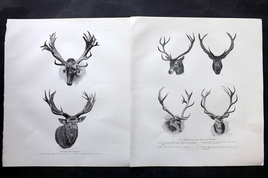 Millais, John 1904 Pair of Rare Folio Prints. Stag Antlers: Offset Lithograph Published 1904, London for "The Mammals of Great Britain and Ireland" by John Guille Millais. Illustrated by Archibald Thorburn, George Lodge and the Author. Rare - Limited Edition o