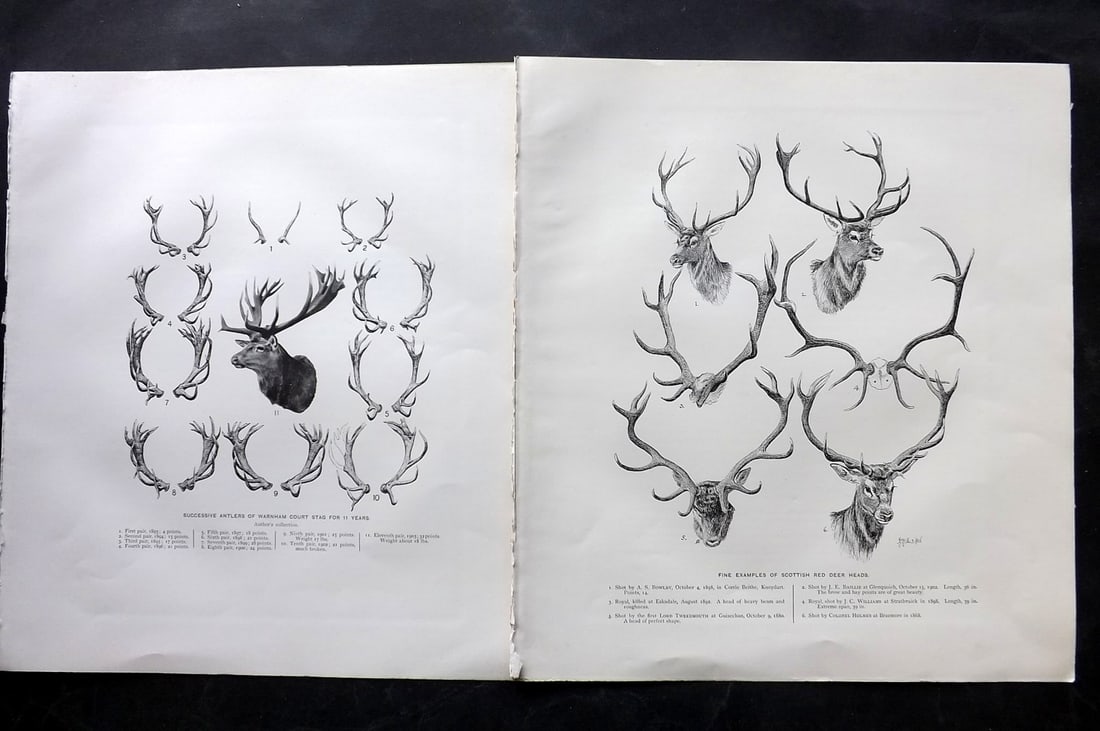 Millais, John 1904 Pair of Rare Folio Prints. Stag Antlers: Offset Lithograph Published 1904, London for "The Mammals of Great Britain and Ireland" by John Guille Millais. Illustrated by Archibald Thorburn, George Lodge and the Author. Rare - Limited Edition o