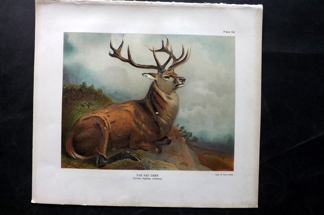 Millais, John 1904 Rare Folio Print. Red Deer: Folio Chromolithograph Published 1904, London for "The Mammals of Great Britain and Ireland" by John Guille Millais. Illustrated by Archibald Thorburn, George Lodge and the Author. Rare - Limited Edit