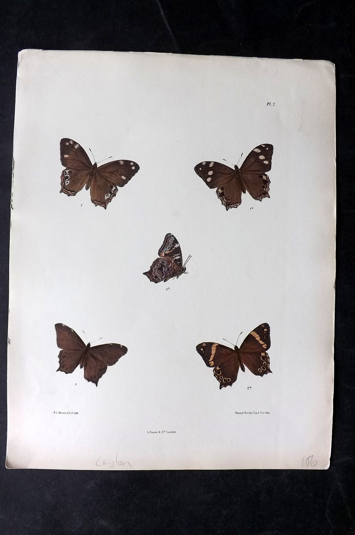 Moore, Frederic 1890's Rare Hand Col India Butterfly Print 07: Hand Colored Lithograph Published 1890-1913, London for "Lepidoptera Indica" by Frederic Moore. Fine hand colour heightened with Gum Arabic. Paper Size: 11.5 x 8.5 inch (29 x 22cm) Good Condition