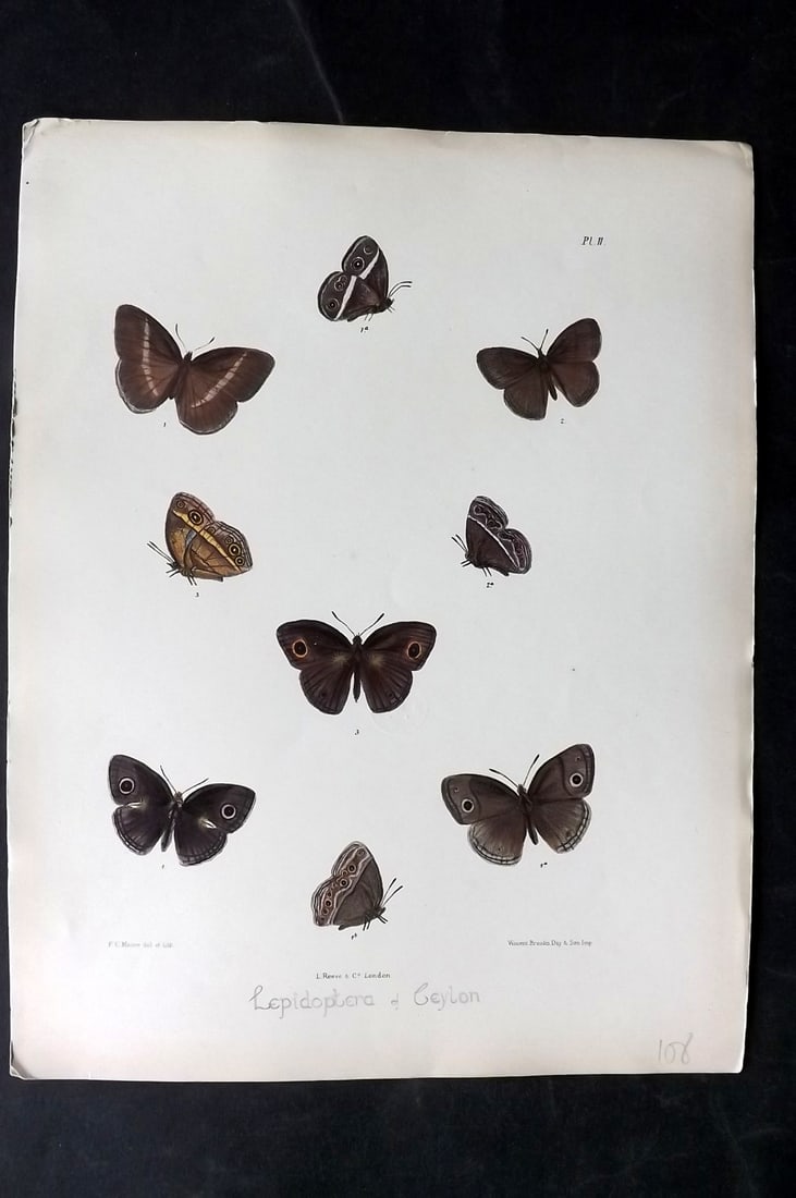 Moore, Frederic 1890's Rare Hand Col India Butterfly Print 11: Hand Colored Lithograph Published 1890-1913, London for "Lepidoptera Indica" by Frederic Moore. Fine hand colour heightened with Gum Arabic. Paper Size: 11.5 x 8.5 inch (29 x 22cm) Good Condition