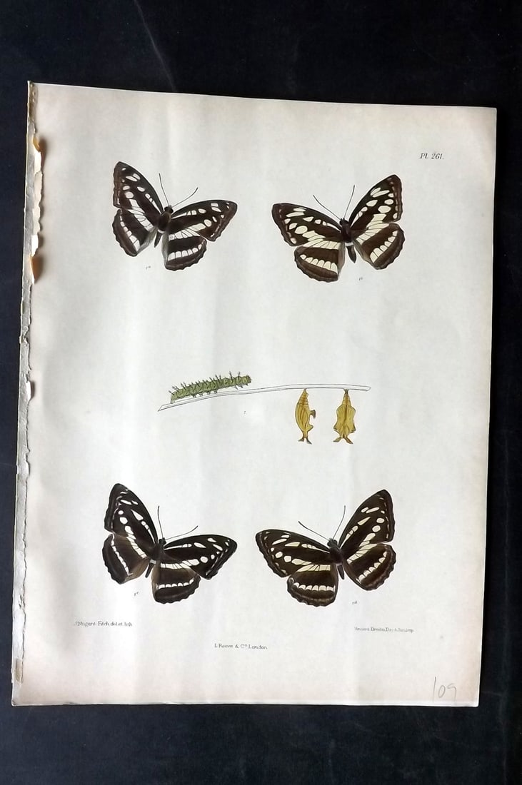 Moore, Frederic 1890's Rare Hand Col India Butterfly Print 261: Hand Colored Lithograph Published 1890-1913, London for "Lepidoptera Indica" by Frederic Moore. Fine hand colour heightened with Gum Arabic. Paper Size: 11.5 x 8.5 inch (29 x 22cm) Very minor backgrou