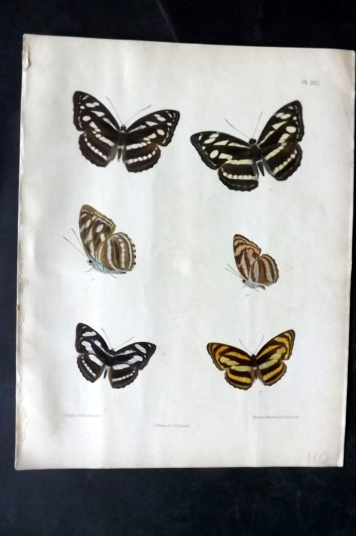 Moore, Frederic 1890's Rare Hand Col India Butterfly Print 262: Hand Colored Lithograph Published 1890-1913, London for "Lepidoptera Indica" by Frederic Moore. Fine hand colour heightened with Gum Arabic. Paper Size: 11.5 x 8.5 inch (29 x 22cm) Very minor backgrou