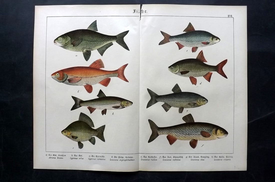 Schubert, Gotthilf C1880 Folio Fish Print. Bream, Golden Carp, Roach, Chub etc (1 of 2)