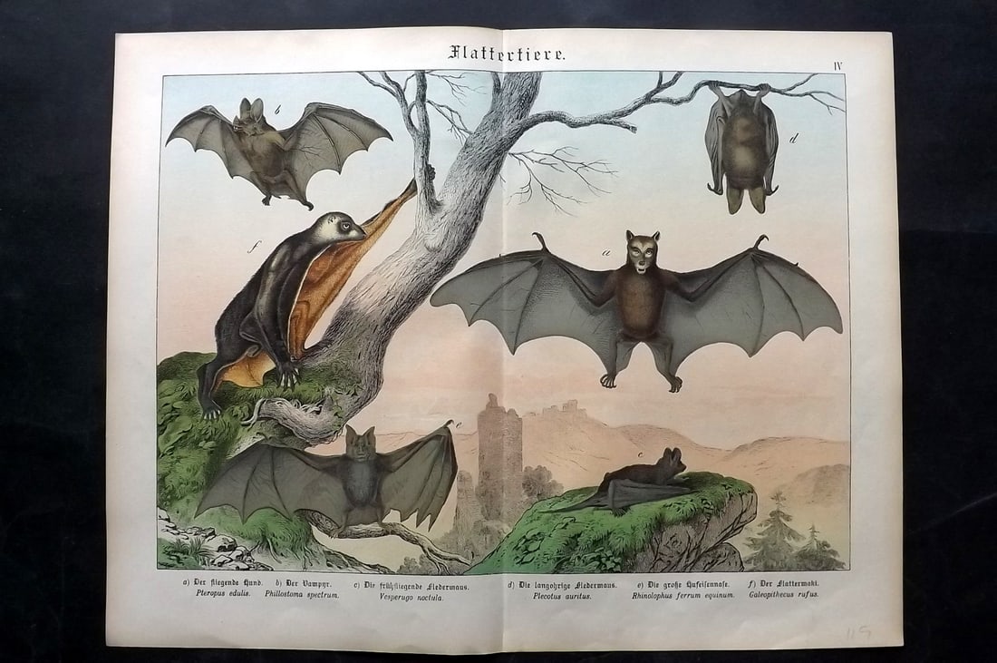 Schubert, Gotthilf C1880 Folio Print. Bats (1 of 2)