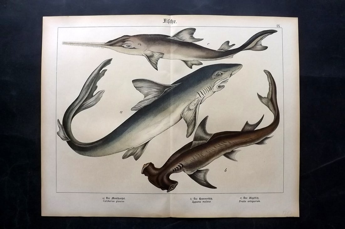 Schubert, Gotthilf C1880 Folio Print. Blue & Hammerhead Shark, Sawfish (1 of 2)