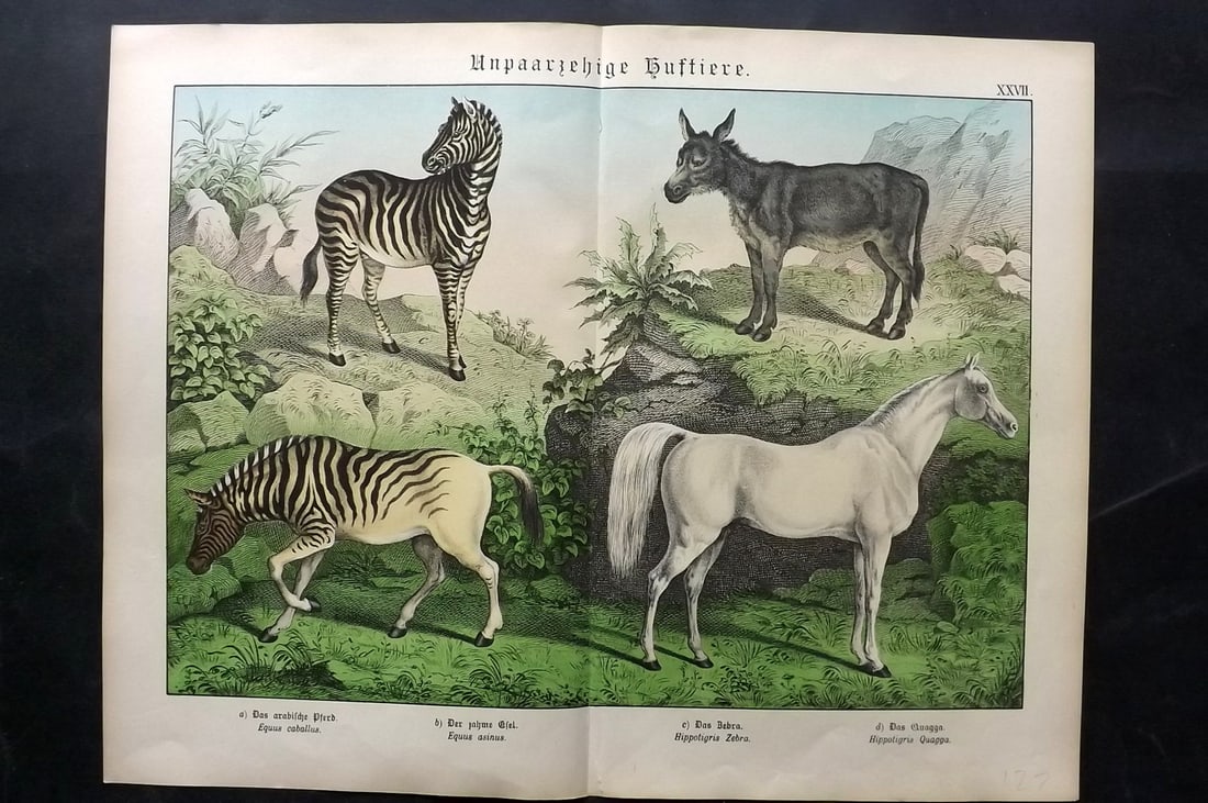 Schubert, Gotthilf C1880 Folio Print. Extinct Quagga, Horse, Zebra, Ass: Folio Lithograph Published C1880, Hecklingen & Munich for "Naturgeschichte des Thierreichs?" by Gotthilf Heinrich von Schubert. Centre fold as published. Paper Size: 16 x 12.5 ich (40 x 32cm) Good Con